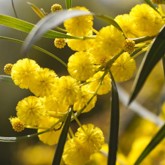 Wattle Plants for Sale Acacia Plants & Shrubs Delivered